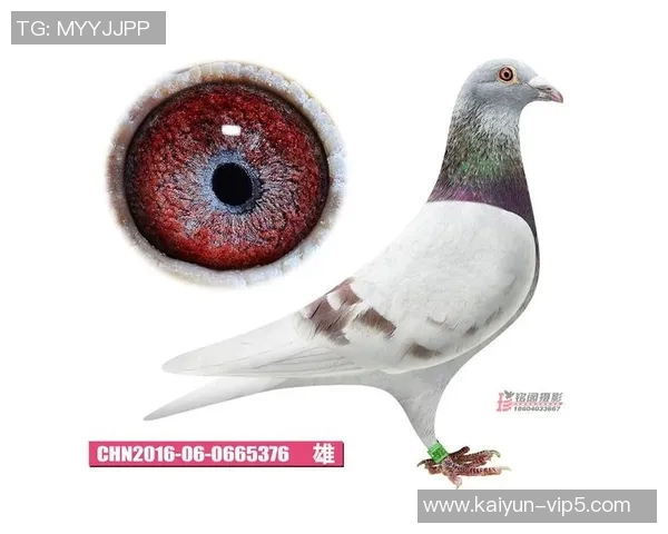 红宝石足球星卡的市场价格分析及每张卡片的当前价值走势